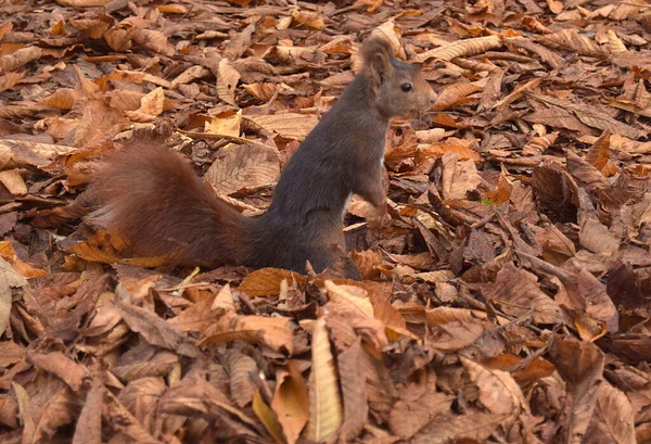 Ardilla Mirando Horizonte Con Fondo Hojas Rojas Típicas Del Otoño —  Fotos de Stock