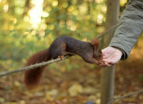 Écureuil Appuyé Sur Une Corde Mangeant Main Une Personne Plan — Photo