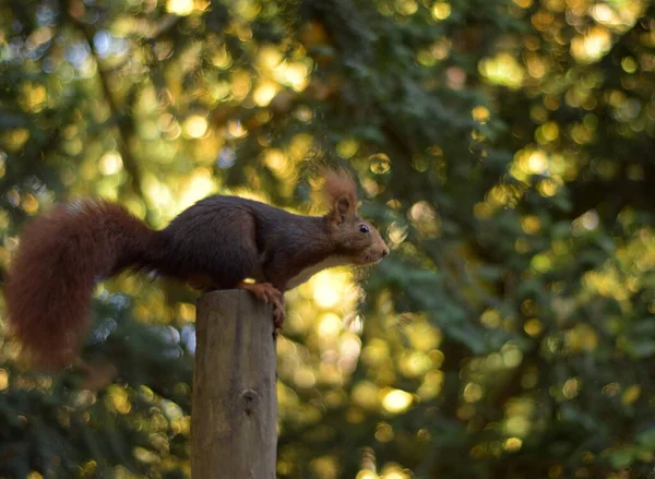 squirrel leaning on a pole ready to start the jump on a background of trees