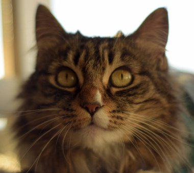 Bakarken bir kedinin suratının görüntüsü..