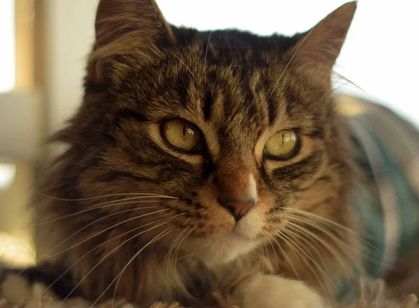 Maine Gatto Guarda Dritto Nella Fotocamera Mentre Riposa Sdraiato — Foto Stock