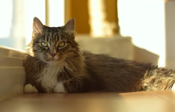Maine Katt Liggande Lutande Fönstret Tittar Rakt — Stockfoto