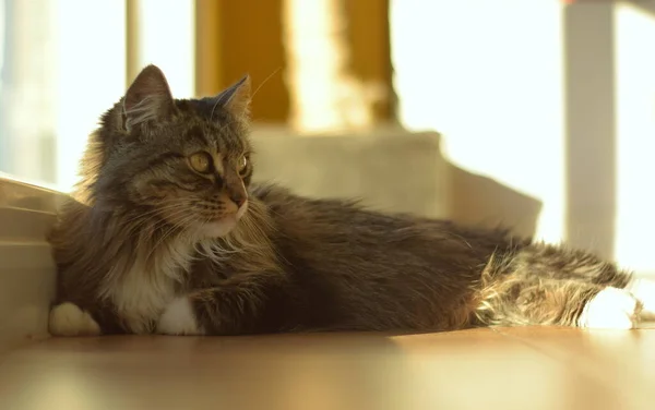 Maine Katze Liegt Gegen Das Fenster Gelehnt Und Schaut Zur — Stockfoto