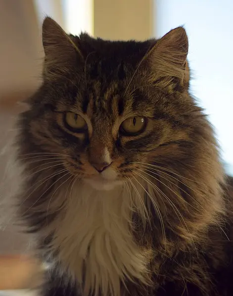 Boynunda muhteşem saçlar olan Maine kedisi, yakın plan.