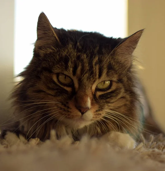 Maine Katze Schließt Ihre Augen Schläfriges Gesicht — Stockfoto