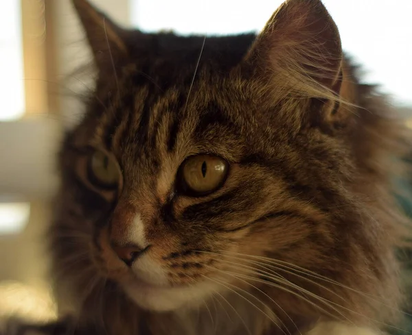 Fläche Des Gesichts Einer Maine Katze Senkrecht Genommen — Stockfoto