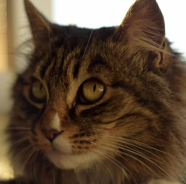 Plane Face Maine Cat Taken Perpendicularly Close — Stock Photo, Image