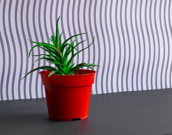 Intense red pot with green plant inside, on grey striped background