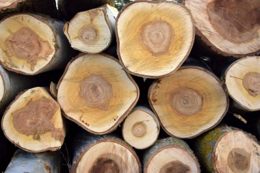 Ağaç gövdelerini ve profil direklerini kes ki tahtadaki halkaları görebilelim.