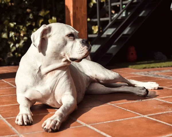 Adult White Boxer Dog Female Gender — Stock Photo, Image