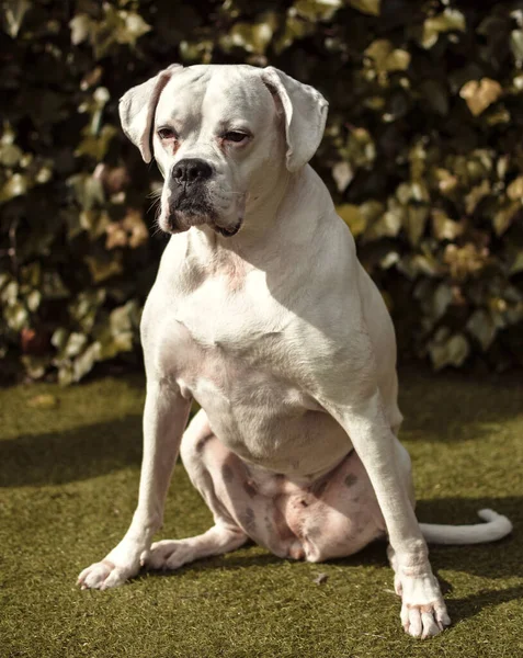 Adulto Branco Boxer Cão Feminino Gênero Fotos De Bancos De Imagens Sem Royalties