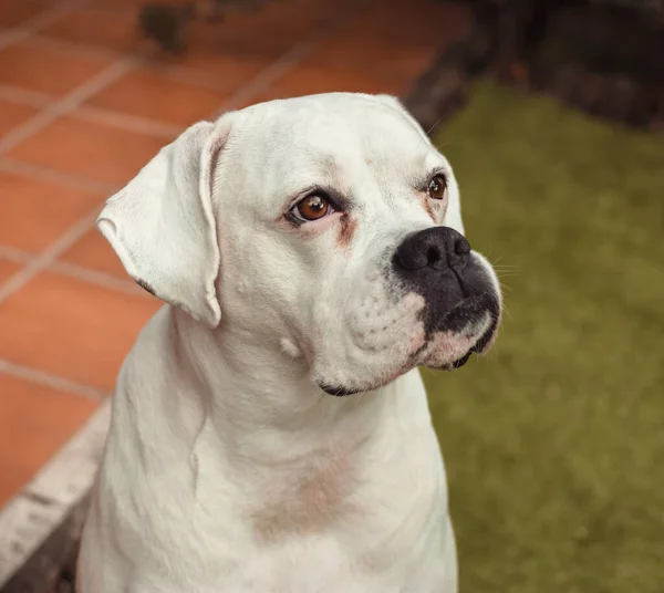 Adulto Branco Boxer Cão Feminino Gênero Imagens De Bancos De Imagens Sem Royalties