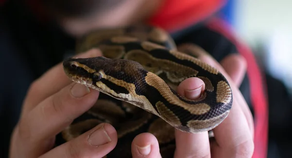 Serpente Python Nas Mãos Seu Dono Fotos De Bancos De Imagens