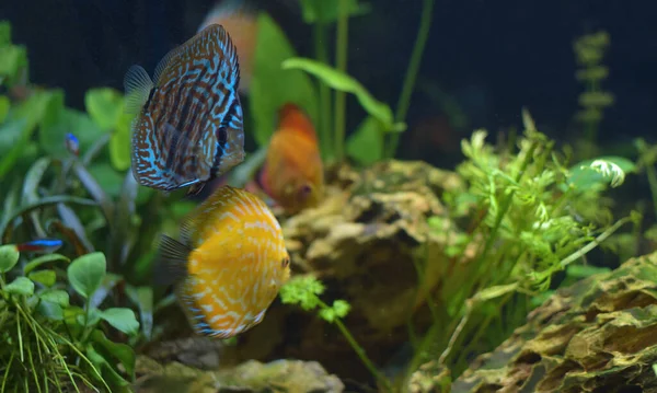 Pareja Discus Azules Amarillos Nadando Acuario Symphysodon Híbrido — Foto de Stock