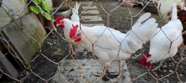 İtalyan beyaz tavukları çiftlikte