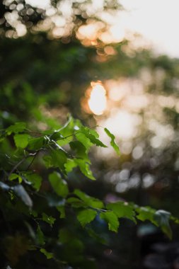 Birch leaves close-up on a branch. Green background of leaves.