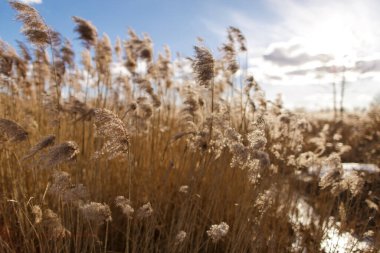 Mavi gökyüzünün ve güneşli havanın arka planında uzun kuru otların olduğu bir tarla..