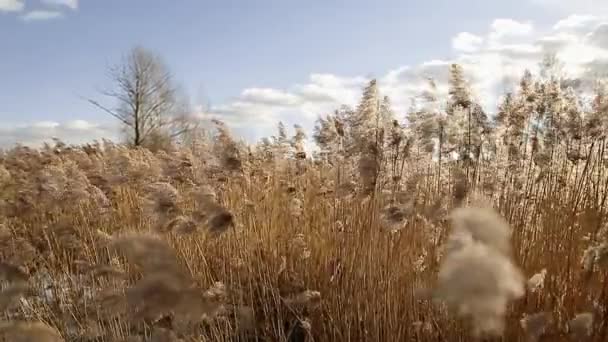 Высокая сухая трава, качающаяся на ветру на фоне неба. — стоковое видео