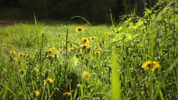 Poranna łąka z mniszkami lekarskimi w środowisku naturalnym. — Wideo stockowe