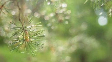 Yakın çam dalları rüzgarda sallanıyor..