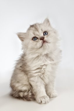 Şirin İran kedisi.