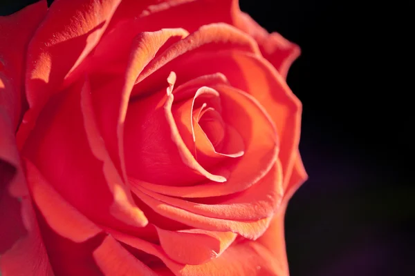 Beautiful red rose — Stock Photo, Image