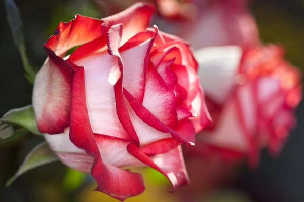 Hermosa rosa roja y blanca —  Fotos de Stock