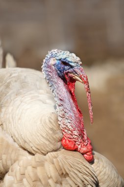 çalımlı Türkiye horoz