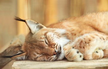 bobcat uyku yakın çekim