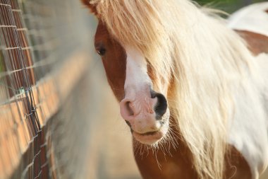 Kahverengi midilli yüz 