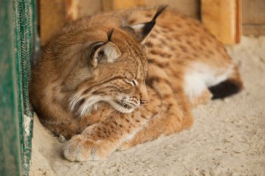 bobcat uyku yakın çekim