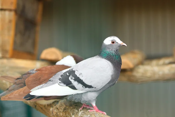 Grijs en bruin duiven in dierentuin — Stockfoto