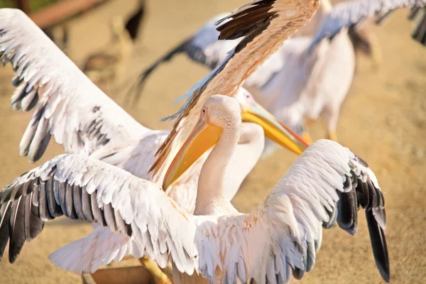 Pelicans walking on  beach — Stock Photo, Image