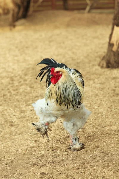 Rooster  on  farm yard — Stock Photo, Image