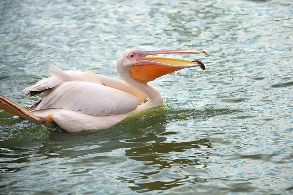 Pelícano blanco vadeando en estanque — Foto de Stock