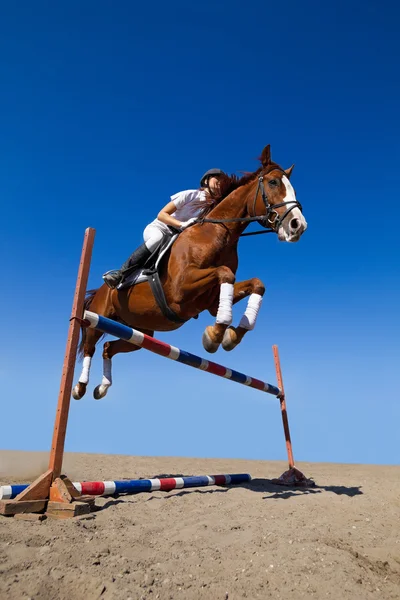 Jockey femelle avec cheval de race — Photo