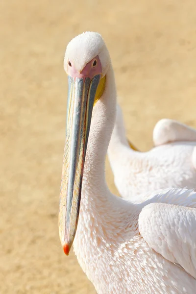 Two young pink pelicans — Stock Photo, Image
