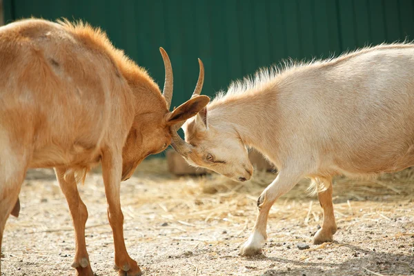 Goats butting each other — Stock Photo, Image