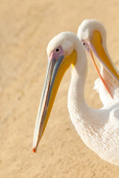 Two young pink pelicans — Stock Photo, Image