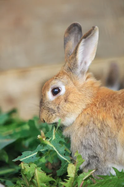 Llittle hare eating green leaves — Stock Photo, Image