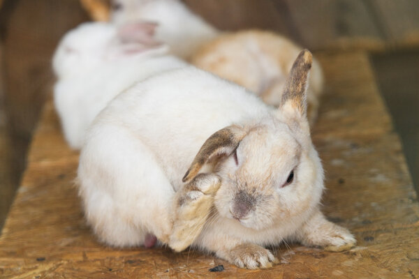 Llittle  white hare scratching ear