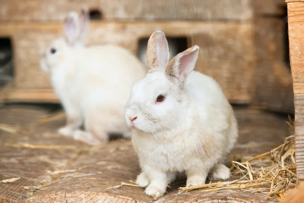 Hasen sitzen am Holzbrett — Stockfoto