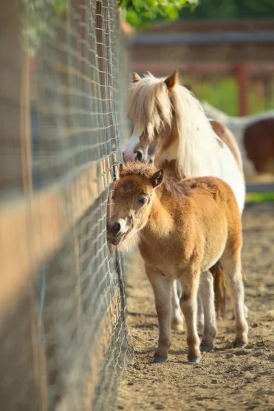 Brown poni di pertanian — Stok Foto