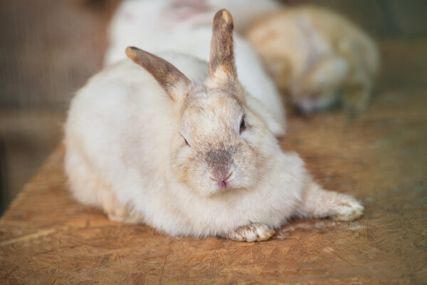 hares  at wooden board