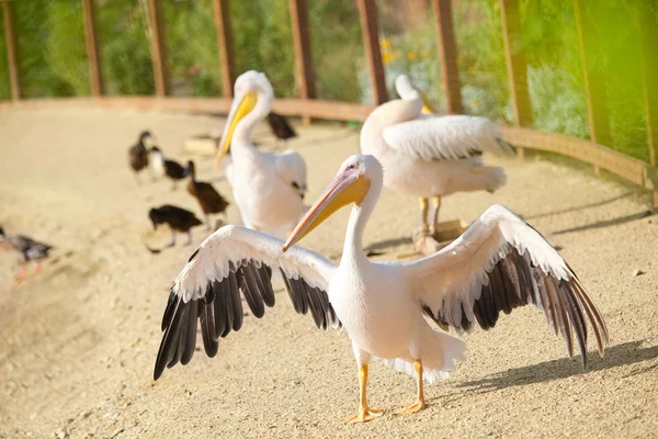 Pelícanos caminando en la playa — Foto de Stock