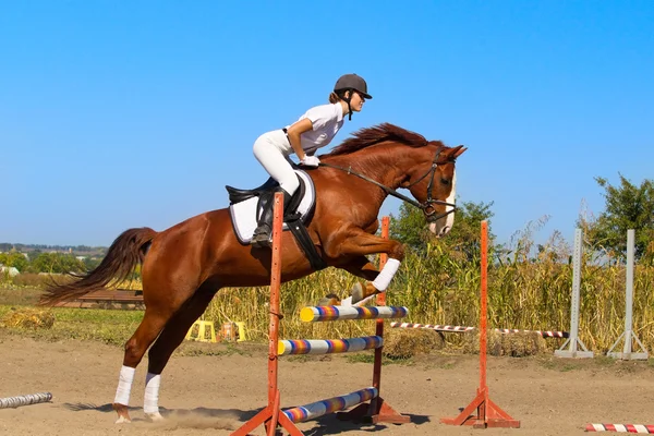 純血種の馬と女性ジョッキー — ストック写真