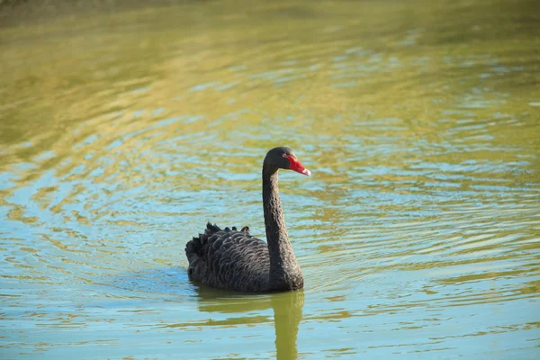Černá labuť, koupání v rybníku — Stock fotografie