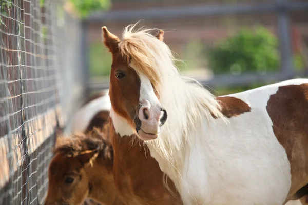 Brown ponies   in farm — Stock Photo, Image