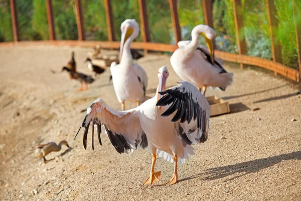 Pelícanos caminando en la playa — Foto de Stock