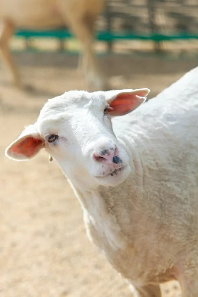 Вівці на лузі на фермі — стокове фото